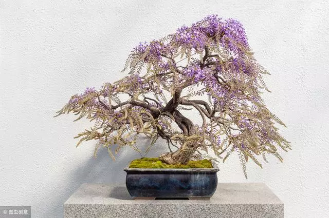 小小的盆景,咫尺之間變化無窮,深入淺出,教你探究盆景之美