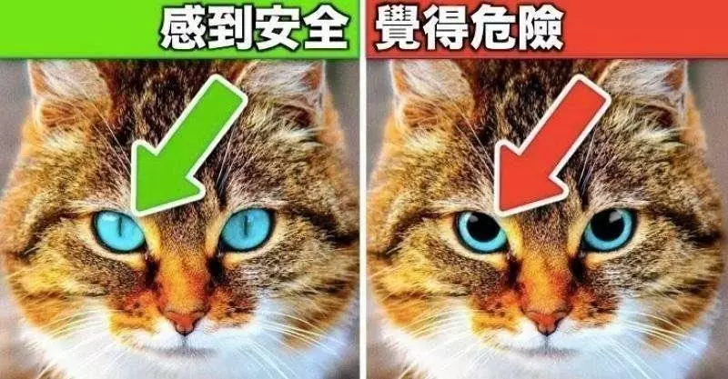 一定要救它！寵物專家公開，狗狗與貓咪發出無聲的求救12個訊號！必看！