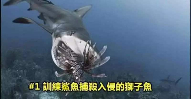 全球最惡劣的12次物種入侵,每一次都讓人膽戰心驚!