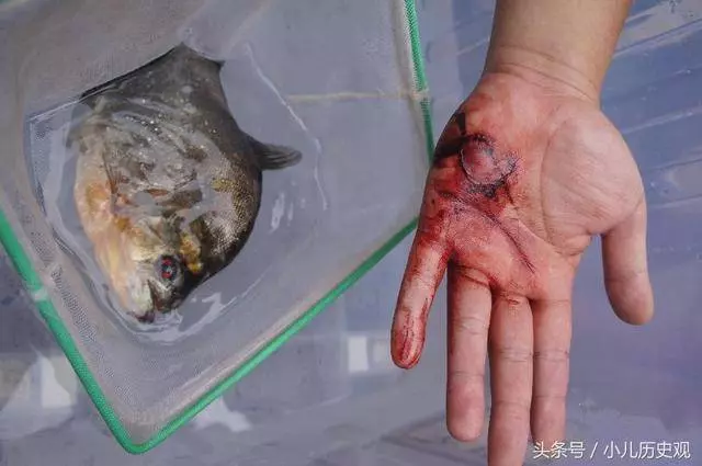 全球最惡劣的12次物種入侵,每一次都讓人膽戰心驚!