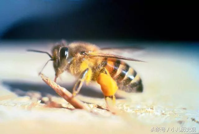 全球最惡劣的12次物種入侵,每一次都讓人膽戰心驚!