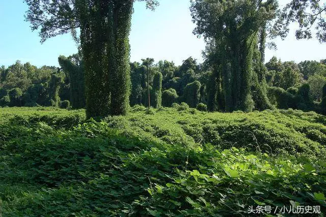 全球最惡劣的12次物種入侵,每一次都讓人膽戰心驚!