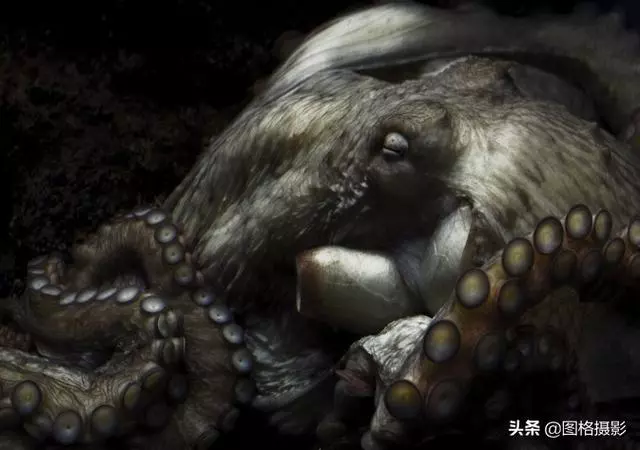 精美的海洋動物攝影，視覺感官簡直就是享受啊