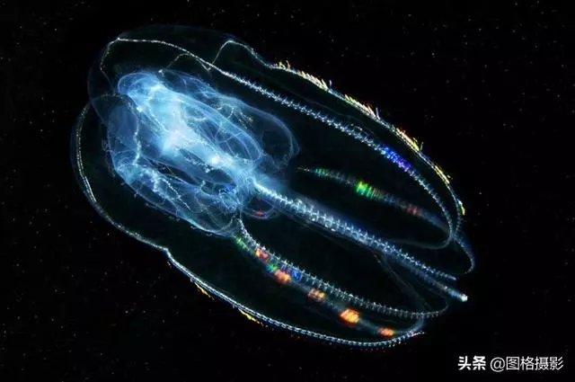 精美的海洋動物攝影，視覺感官簡直就是享受啊