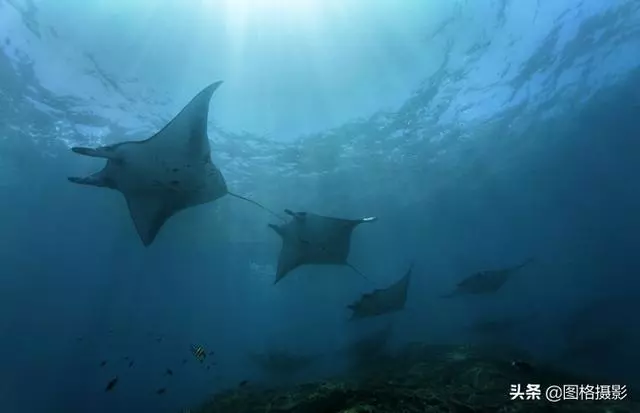 精美的海洋動物攝影，視覺感官簡直就是享受啊