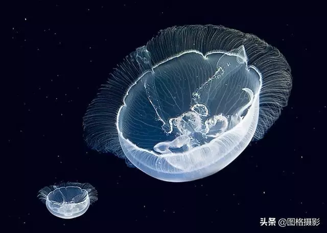 精美的海洋動物攝影，視覺感官簡直就是享受啊