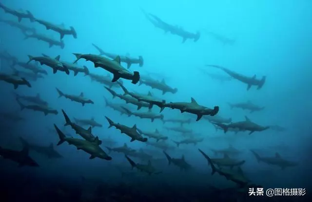 精美的海洋動物攝影，視覺感官簡直就是享受啊