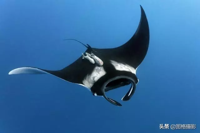 精美的海洋動物攝影，視覺感官簡直就是享受啊