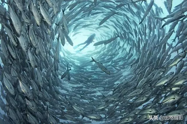 精美的海洋動物攝影，視覺感官簡直就是享受啊