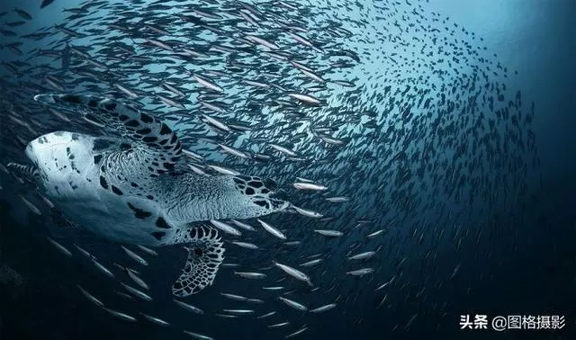 精美的海洋動物攝影，視覺感官簡直就是享受啊