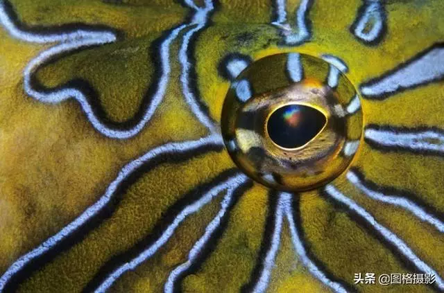 精美的海洋動物攝影，視覺感官簡直就是享受啊