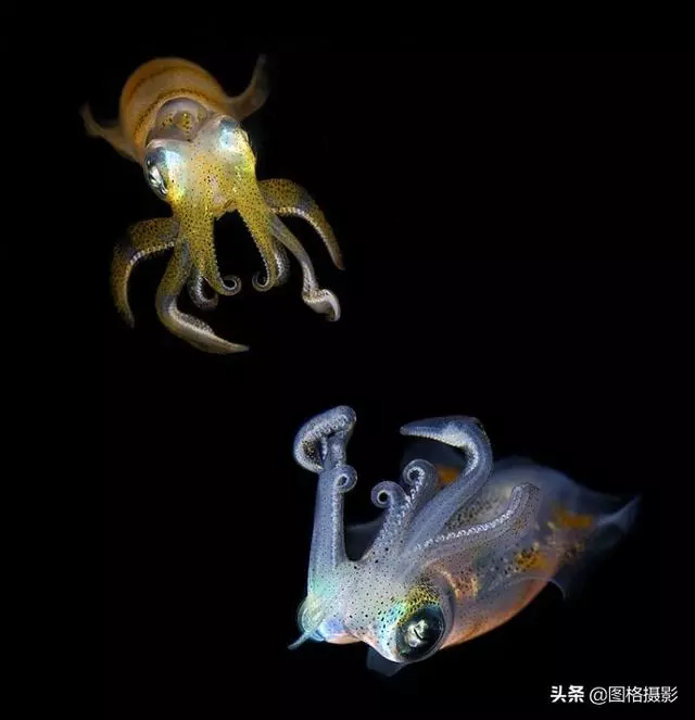 精美的海洋動物攝影，視覺感官簡直就是享受啊