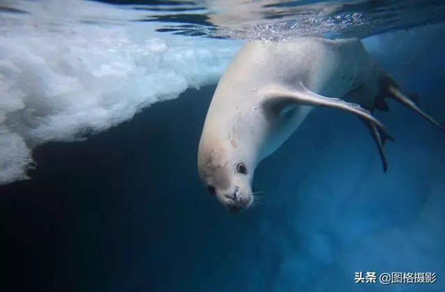 精美的海洋動物攝影，視覺感官簡直就是享受啊