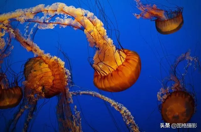 精美的海洋動物攝影，視覺感官簡直就是享受啊