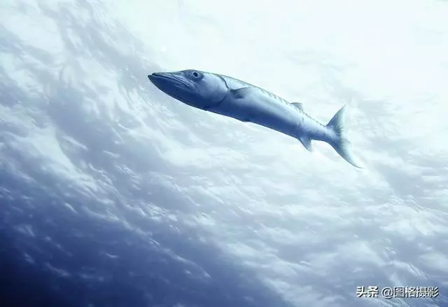 精美的海洋動物攝影，視覺感官簡直就是享受啊