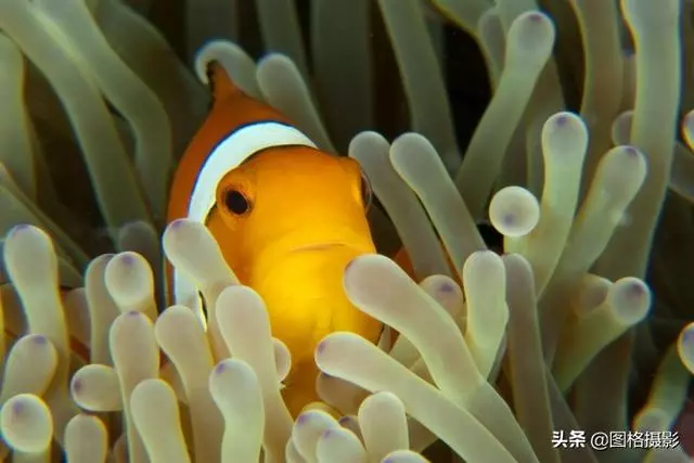 精美的海洋動物攝影，視覺感官簡直就是享受啊