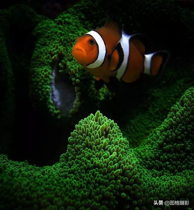 精美的海洋動物攝影，視覺感官簡直就是享受啊