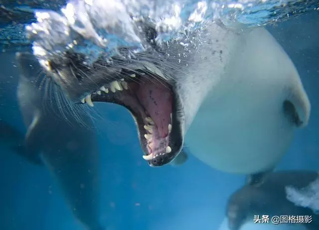 精美的海洋動物攝影，視覺感官簡直就是享受啊