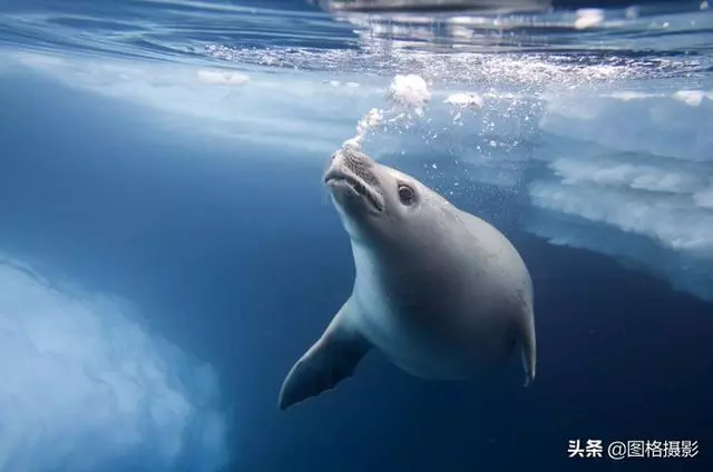 精美的海洋動物攝影，視覺感官簡直就是享受啊