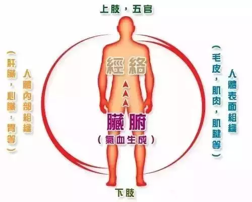 肝主筋,腎主骨,脾主肉,心主脈,肺主皮毛—經典