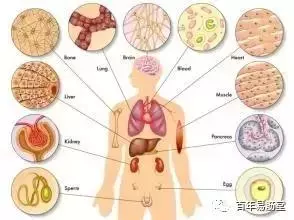 肝主筋,腎主骨,脾主肉,心主脈,肺主皮毛—經典