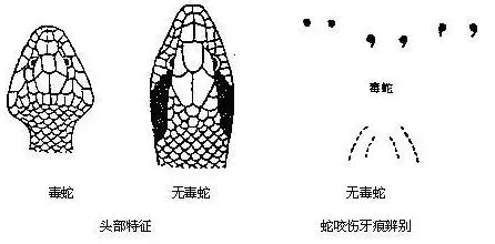 真人真事!他好心放生蛇反遭蛇咬一口,原來是蛇竟然是想要救他!