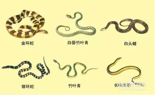 真人真事!他好心放生蛇反遭蛇咬一口,原來是蛇竟然是想要救他!