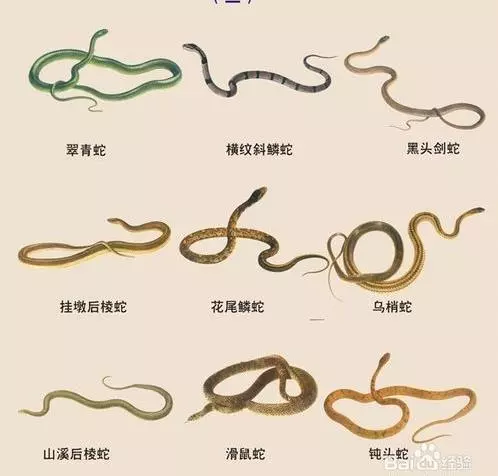 真人真事!他好心放生蛇反遭蛇咬一口,原來是蛇竟然是想要救他!