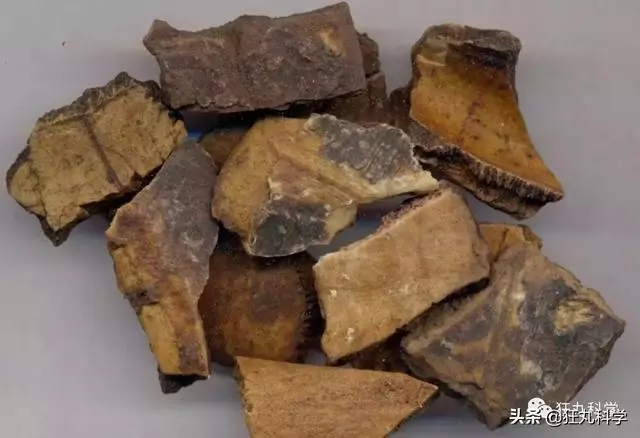 原來每一碗龜苓膏里,都有一隻沒了書包的烏龜在流淚