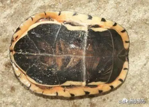 原來每一碗龜苓膏里,都有一隻沒了書包的烏龜在流淚