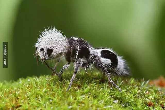 38種「雖然完全沒人相信」卻真實存在世界上的生物