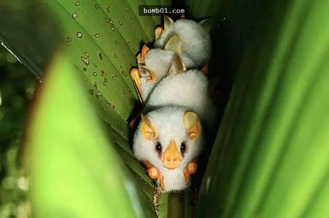 38種「雖然完全沒人相信」卻真實存在世界上的生物