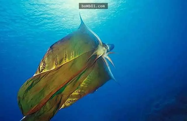 38種「雖然完全沒人相信」卻真實存在世界上的生物