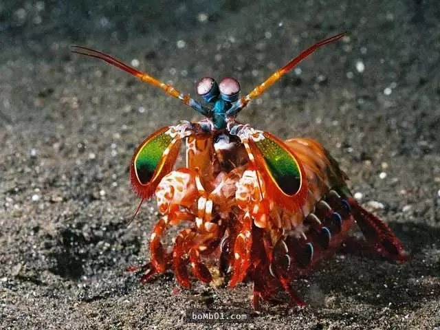 38種「雖然完全沒人相信」卻真實存在世界上的生物