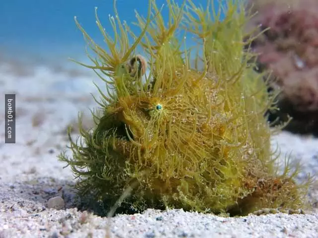 38種「雖然完全沒人相信」卻真實存在世界上的生物