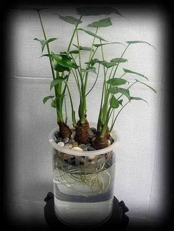 幾種很厲害的[吸·毒]植物，在家養一盆，除臭、養人、淨化空氣，家人越住越健康
