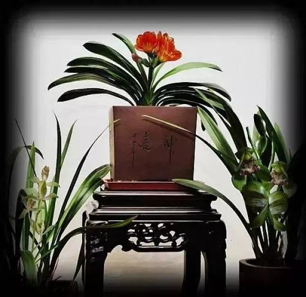 幾種很厲害的[吸·毒]植物，在家養一盆，除臭、養人、淨化空氣，家人越住越健康