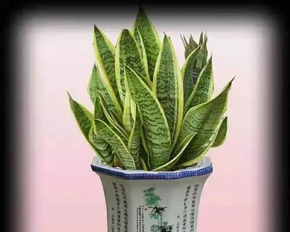 幾種很厲害的[吸·毒]植物，在家養一盆，除臭、養人、淨化空氣，家人越住越健康