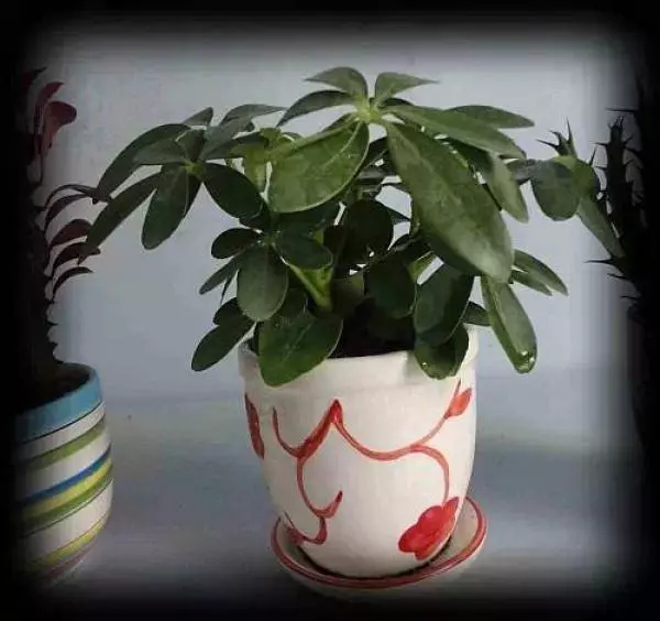幾種很厲害的[吸·毒]植物，在家養一盆，除臭、養人、淨化空氣，家人越住越健康
