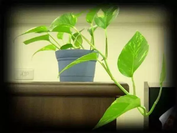 幾種很厲害的[吸·毒]植物，在家養一盆，除臭、養人、淨化空氣，家人越住越健康