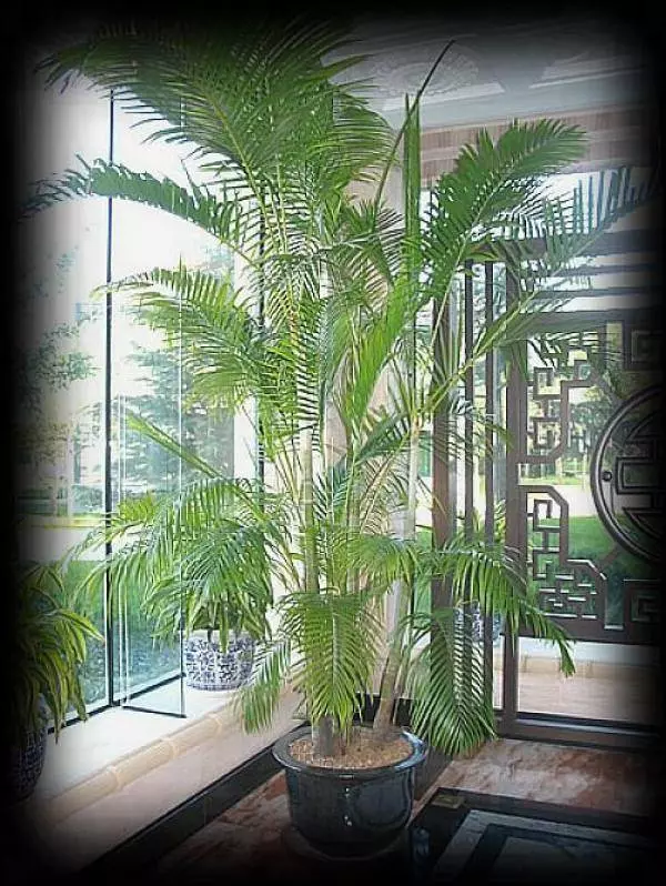 幾種很厲害的[吸·毒]植物，在家養一盆，除臭、養人、淨化空氣，家人越住越健康