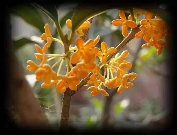 幾種很厲害的[吸·毒]植物，在家養一盆，除臭、養人、淨化空氣，家人越住越健康
