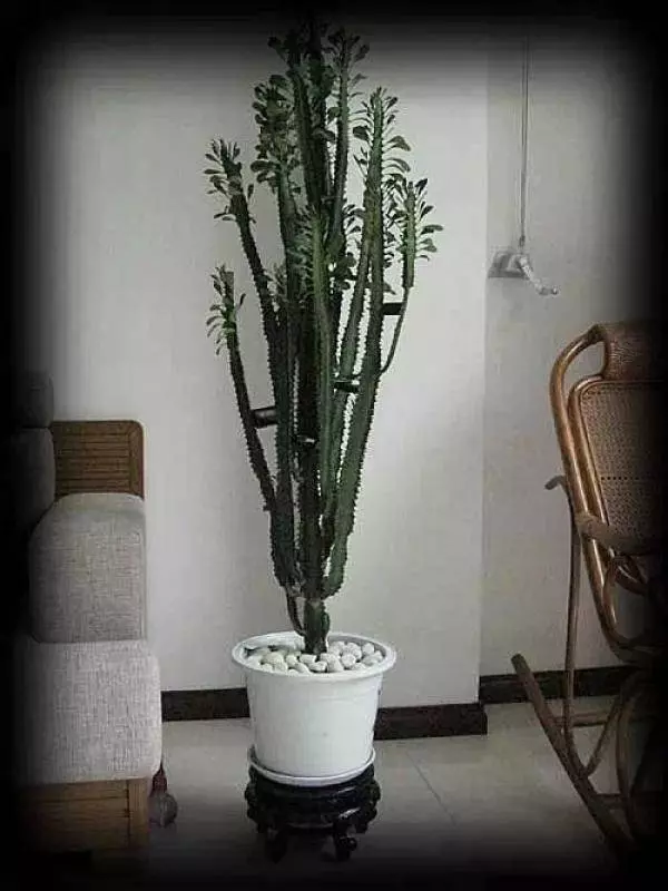 幾種很厲害的[吸·毒]植物，在家養一盆，除臭、養人、淨化空氣，家人越住越健康