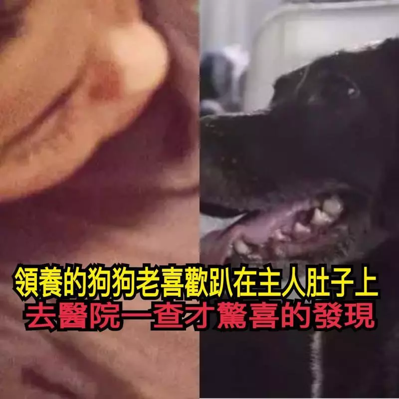 領養的狗狗老喜歡趴在主人肚子上,去醫院一查才驚喜的發現 !