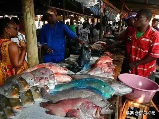 窮人吃龍蝦度日?在非洲鮑魚竟不如一把青菜值錢!