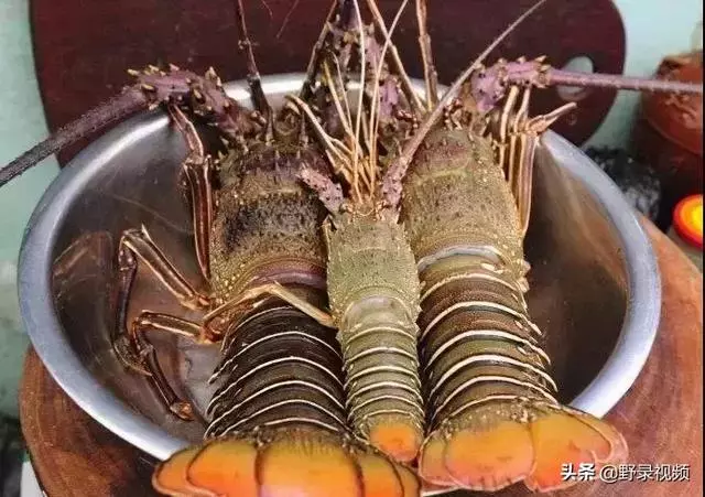窮人吃龍蝦度日?在非洲鮑魚竟不如一把青菜值錢!
