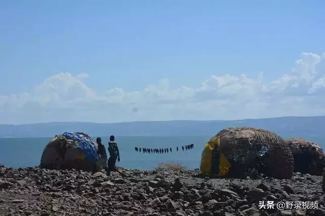 窮人吃龍蝦度日?在非洲鮑魚竟不如一把青菜值錢!