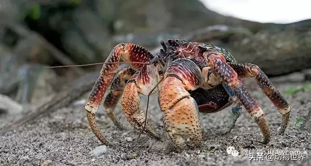 最大的節肢動物椰子蟹 是怎樣吃到椰肉呢?