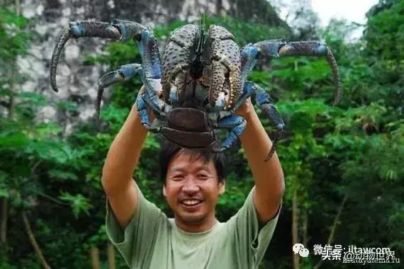 最大的節肢動物椰子蟹 是怎樣吃到椰肉呢?