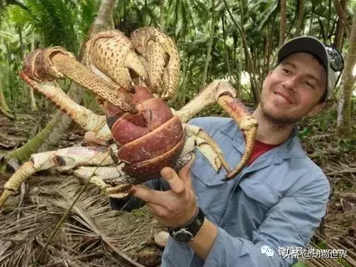 最大的節肢動物椰子蟹 是怎樣吃到椰肉呢?